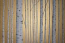 Minimalist painting featuring a birch forest against a gold background, displayed in a modern interior. Direct  light.