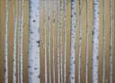 Minimalist painting featuring a birch forest against a gold background, displayed in a modern interior. Diffused light.