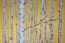 Birch forest on a golden background